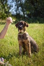 German shepherd puppy, who is sitting in meadow. Royalty Free Stock Photo