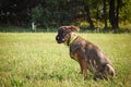 Portrait of german shepherd puppy, who is sitting in meadow. Royalty Free Stock Photo