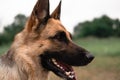 Portrait of a German shepherd. The Sheepdog stuck out its tongue. Dog walks in nature. Black and red German shepherd Royalty Free Stock Photo