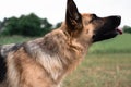 Portrait of a German shepherd. The Sheepdog stuck out its tongue. Dog walks in nature. Black and red German shepherd Royalty Free Stock Photo