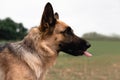 Portrait of a German shepherd. The Sheepdog stuck out its tongue. Dog walks in nature. Black and red German shepherd Royalty Free Stock Photo