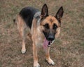 Portrait of a German shepherd. The Sheepdog stuck out its tongue. Dog walks in nature. Black and red German shepherd Royalty Free Stock Photo