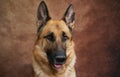 Charming purebred adult dog from kennel of working shepherds. Portrait of German shepherd on studio brown background close up