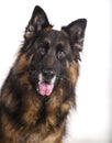 Portrait of a German shepherd on white background