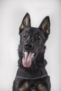 Portrait of a German shepherd on white background