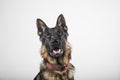 Portrait of a German shepherd on white background