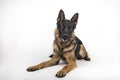 Portrait of a German shepherd on white background