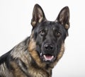 Portrait of a German shepherd on white background