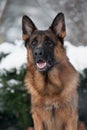 Portrait of a german shepherd in winter