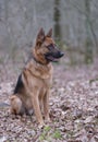 Portrait of a German Shepherd, 3 years old, sitting in full body, in the forrest, autumn leafs on the ground Royalty Free Stock Photo