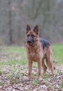 Portrait of a German Shepherd, 3 years old, standing in full body, in the forrest, autumn leafs on the ground Royalty Free Stock Photo