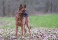 Portrait of a German Shepherd, 3 years old, standing in full body, in the forrest, autumn leafs on the ground Royalty Free Stock Photo