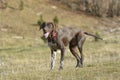 Portrait of German shorthaired pointer dog.