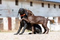 Portrait of a german shorthaired pointer dog Royalty Free Stock Photo