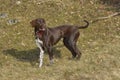 Portrait of German shorthaired pointer dog.