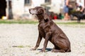 Portrait of a german shorthaired pointer dog Royalty Free Stock Photo