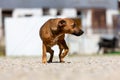 Portrait of a german shorthaired pointer dog Royalty Free Stock Photo