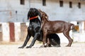 Portrait of a german shorthaired pointer dog Royalty Free Stock Photo