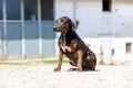Portrait of a german shorthaired pointer dog Royalty Free Stock Photo