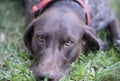 Portrait of a German Shorthaired Pointer.