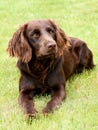 Portrait of German Spaniel dog Royalty Free Stock Photo
