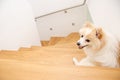 Portrait of german spitz indoors on stairs Royalty Free Stock Photo