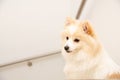 Portrait of german spitz indoors Royalty Free Stock Photo