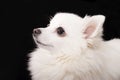 Portrait of a German Spitz white in profile on a black background.