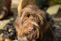 Portrait of a German wirehaired pointer