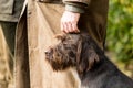 Portrait of a German wirehaired pointer