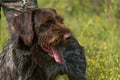 Portrait of a German wirehaired pointer sitting next to his owner. Royalty Free Stock Photo