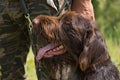 Portrait of a German wirehaired pointer sitting next to the hunter