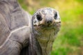 Closeup portrait of a giant aldabra tortoise Royalty Free Stock Photo