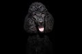 Portrait giant black poodle with happy expression face. Isolated on dark background