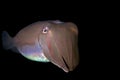 Portrait of giant cuttlefish Royalty Free Stock Photo