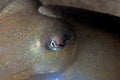 Portrait of giant cuttlefish