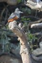 Portrait of giant kingfisher Royalty Free Stock Photo