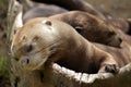 Portrait of giant otter