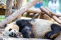 Portrait of giant panda bear in China Royalty Free Stock Photo