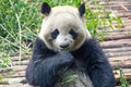 Portrait of a giant panda eating bamboo . . Royalty Free Stock Photo