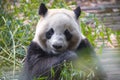 Portrait of a giant panda eating bamboo . . Royalty Free Stock Photo