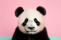 Portrait of Giant panda bear on pastel background Royalty Free Stock Photo