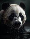 Portrait of a giant panda bear in the rain. Black and white.