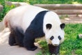 Portrait of Giant panda bear standing and walking. Royalty Free Stock Photo