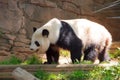 Portrait of Giant panda bear standing and walking. Royalty Free Stock Photo