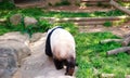 Portrait of Giant panda bear standing and walking. Royalty Free Stock Photo