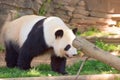 Portrait of Giant panda bear standing and walking. Royalty Free Stock Photo