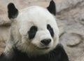 A Portrait of a Giant Panda Royalty Free Stock Photo