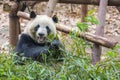 Portrait of a giant panda eating bamboo . . Royalty Free Stock Photo