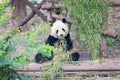 Portrait of a giant panda eating bamboo . . Royalty Free Stock Photo